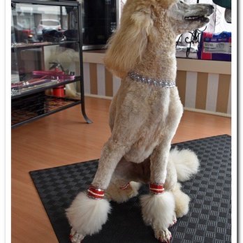 Bone Appétit Barkery and Spa - Pet Groomers Near Me - Kearny, New Jersey