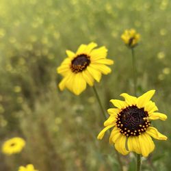 Aliso & Wood Canyons Wilderness Park - Whimsical dancing flowers in synchrony with a refreshing breeze