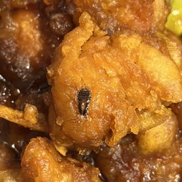 Cockroach fried into the general tso's chicken Cockroach fried into the general tso's chicken