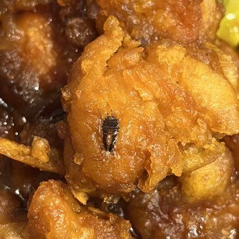 Dah Lee Restaurant - Cockroach fried into the general tso's chicken - Chinese Near Me - Ronkonkoma, New York Dah Lee Restaurant - Cockroach fried into the general tso's chicken - Chinese Near Me - Ronkonkoma, New York