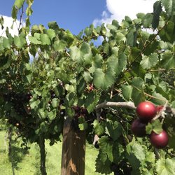Thompson's Nursery and Vineyard - Beatiful