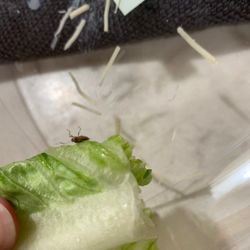 Costco - Bug