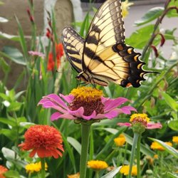 Sunshine and Rainbows Nature School of Wonder
