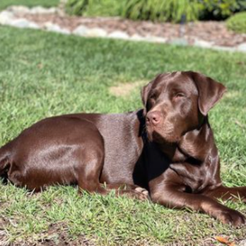 Multipurpose K9 Training - Pet Training Near Me Multipurpose K9 Training - Pet Training Near Me