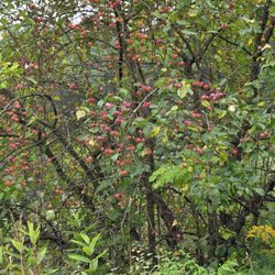 Harlow's Sugar House - Immature apples