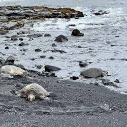 Punalu'u Beach - Turtles come to rest here