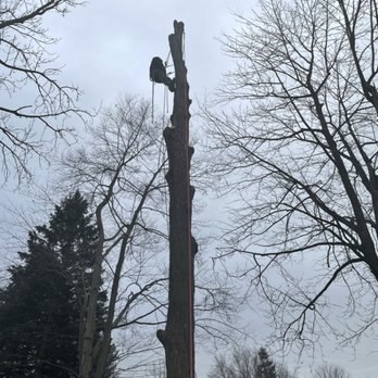 Reach For The Sky Tree Service - 24/7 emergency calls - Tree Services Near Me Reach For The Sky Tree Service - 24/7 emergency calls - Tree Services Near Me
