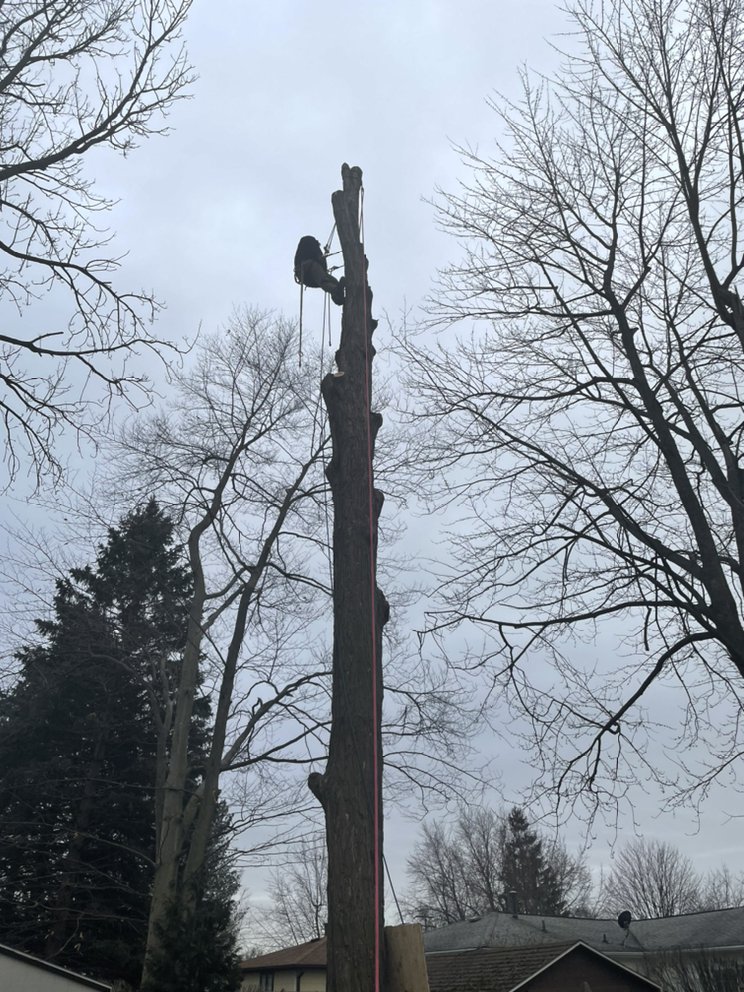 Reach For The Sky Tree Service - tree service in Buffalo, NY