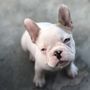 Photo of French Bulldog Fever