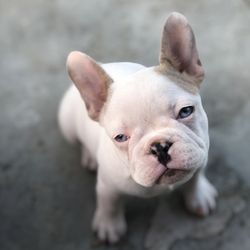 French Bulldog Fever - This is our Pearl