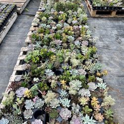 JW Succulents