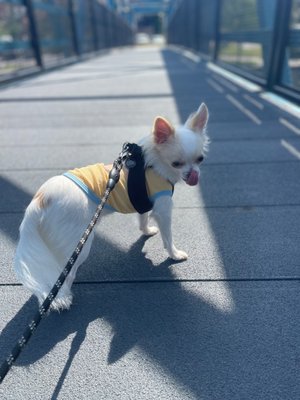 Scally Waggs Doggy Bakery & Pet Supplies