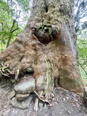 Yakusugi Land by null