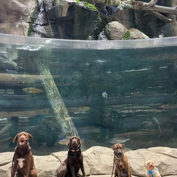 Pet Degree Dog Training Center - Environmental training session at Bas Pro Shop with camp - Pet Training Near Me - Trumbull, Connecticut