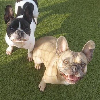 Doggy Haven Resort - Pet Training Near Me - Bothell, Washington