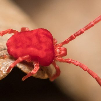 Eco Pest Control - Clover Mite - Pest Control Near Me - Meridian, Idaho
