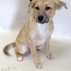 Southeast Area Animal Control Authority - His online photo