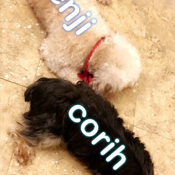 From Head to Tail Spa - Benji & Corih looked amazing - Pet Groomers Near Me - Alexandria, Virginia From Head to Tail Spa - Benji & Corih looked amazing - Pet Groomers Near Me - Alexandria, Virginia