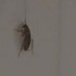 Another bug on the wall in the shower