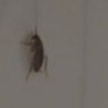 Angler's - Another bug on the wall in the shower - Hotels Near Me - Miami Beach, Florida