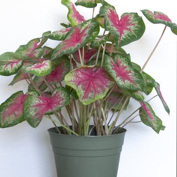 Plant Safari - Caladium - Nurseries & Gardening Near Me - Upland, California Plant Safari - Caladium - Nurseries & Gardening Near Me - Upland, California