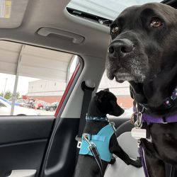 BJ's Wholesale Club - Ellie and moenwaiting on the order