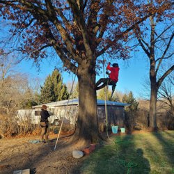 Tim Andrews Horticulturist - Tree climbing