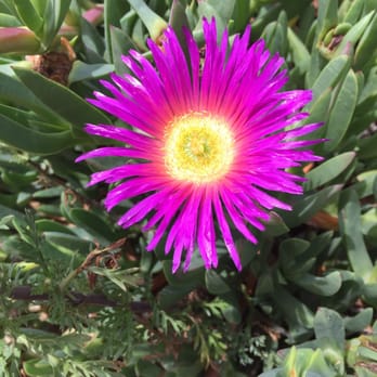 Rose Canyon Open Space Park - Ice Plants are almost in full bloom! - Parks Near Me Rose Canyon Open Space Park - Ice Plants are almost in full bloom! - Parks Near Me