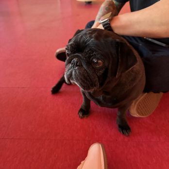 Cuppa Pug - Themed Cafes Near Me - Escondido, California Cuppa Pug - Themed Cafes Near Me - Escondido, California