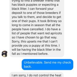 Kimron Miniature Poodles
