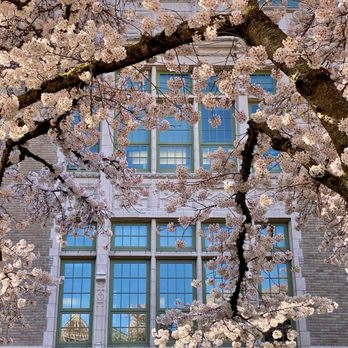 CHERRY BLOSSOMS @ UNIVERSITY OF WASHINGTON - Updated March 2025 - 648