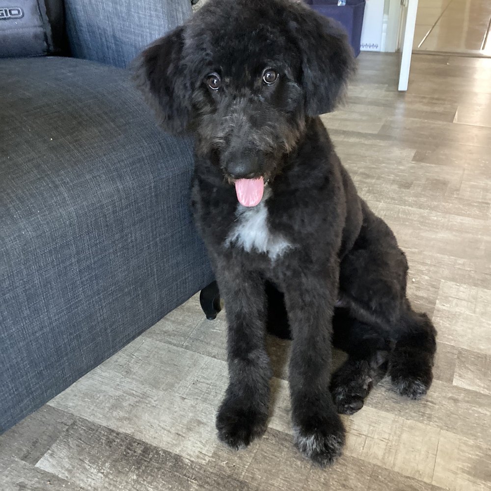 Zelda's first haircut