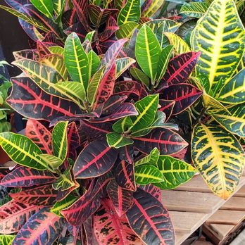 Moana Nursery - Landscaping Near Me - Reno, Nevada Moana Nursery - Landscaping Near Me - Reno, Nevada