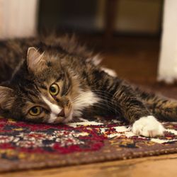 Topanga Rug Company - Got pets? Get your rug washed!