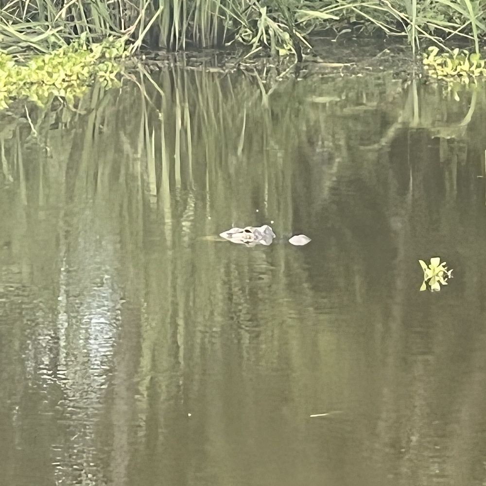 Brazos Bend State Park - Alligator - Parks Near Me - Needville, Texas