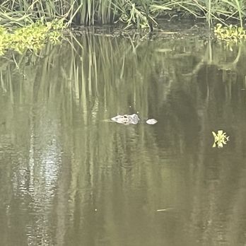 Brazos Bend State Park - Alligator - Parks Near Me - Needville, Texas