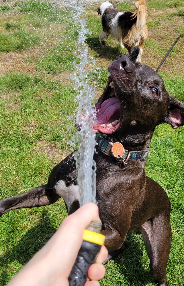 CAMP PET VET Updated September 2024 2406 E Rock Haven Rd