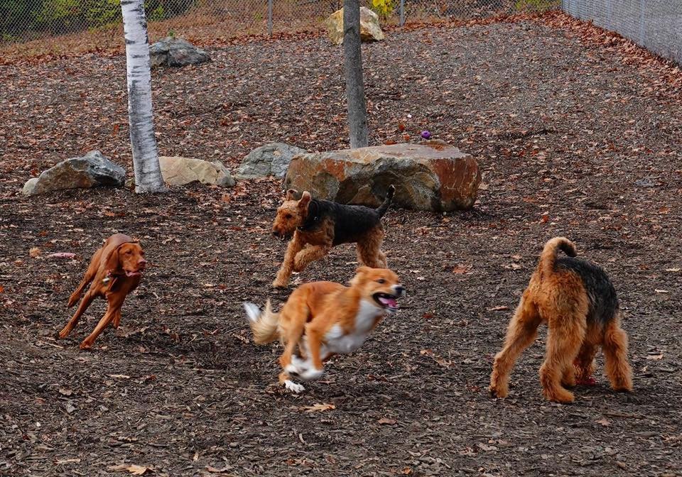 Lazama Family Happy Tails Dog Park Logo