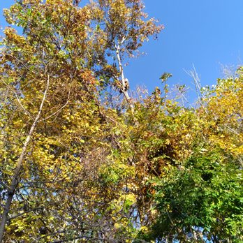 Freeman Tree Care - Tree Services Near Me Freeman Tree Care - Tree Services Near Me