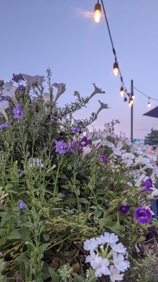 Arugula Bistro & Bar by null