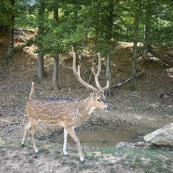 Lazy 5 Ranch - Zoos Near Me - Mooresville, North Carolina
