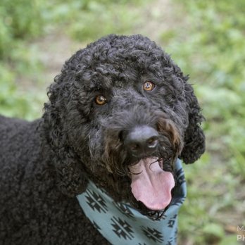 Marlee and Me Photography - Pet Photography Near Me