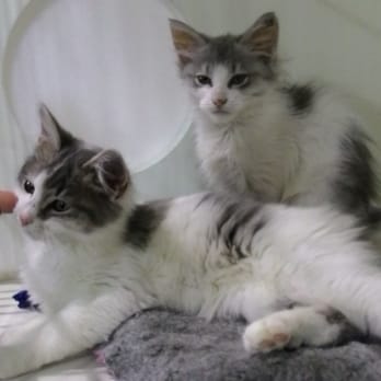 Petbarn - Adopt a kitten - Pet Stores Near Me - Windsor, QLD