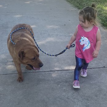 Micons Labradors - Pet Services Near Me - Lodi, California Micons Labradors - Pet Services Near Me - Lodi, California