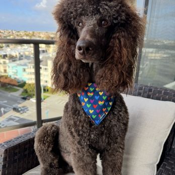 uShampooch - Pet Groomers Near Me - Redondo Beach, California
