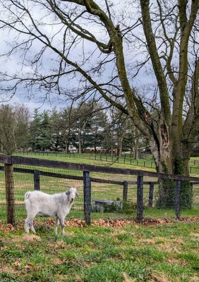 Mill Ridge Farm by null