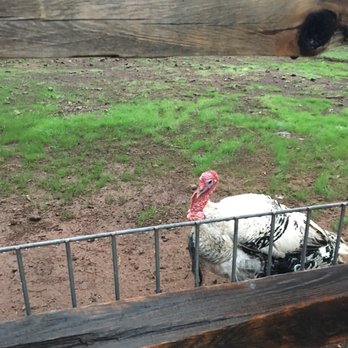 Bearizona - Zoos Near Me - Williams, Arizona