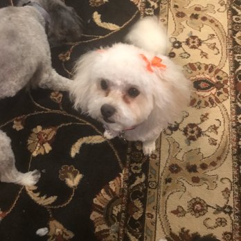 Pet Grooming By Alejandra - After: Leia - Pet Groomers Near Me - Vallejo, California