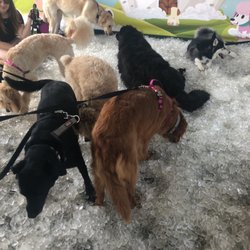 WAG! - Ice cubes for doggies.