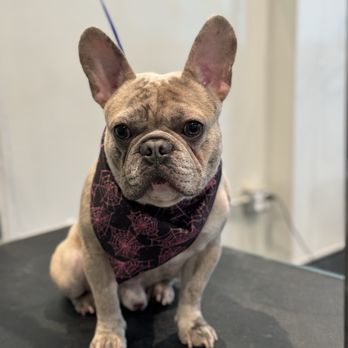 The Pawlor Salon & Spa - Pet Groomers Near Me - Oakland, California The Pawlor Salon & Spa - Pet Groomers Near Me - Oakland, California